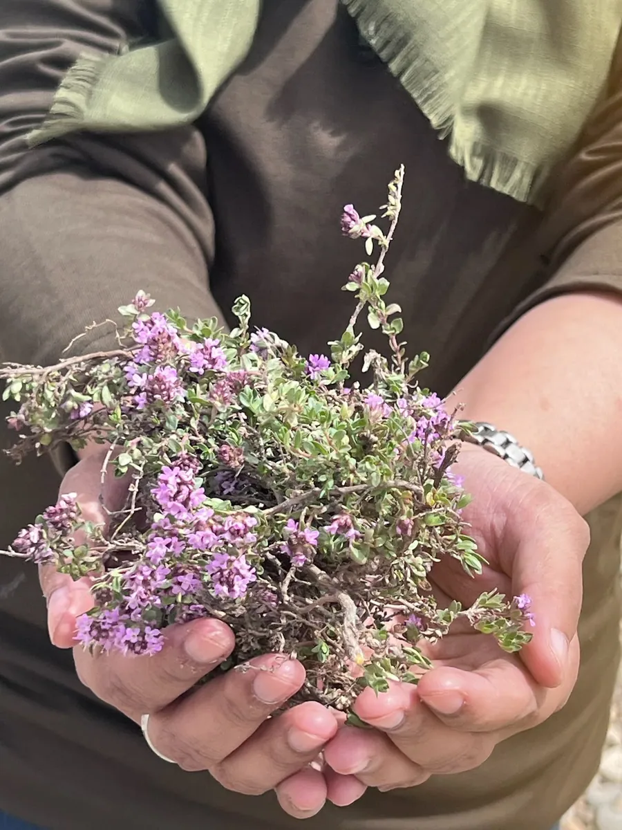 Wildflowers gathered in a traveller's hands