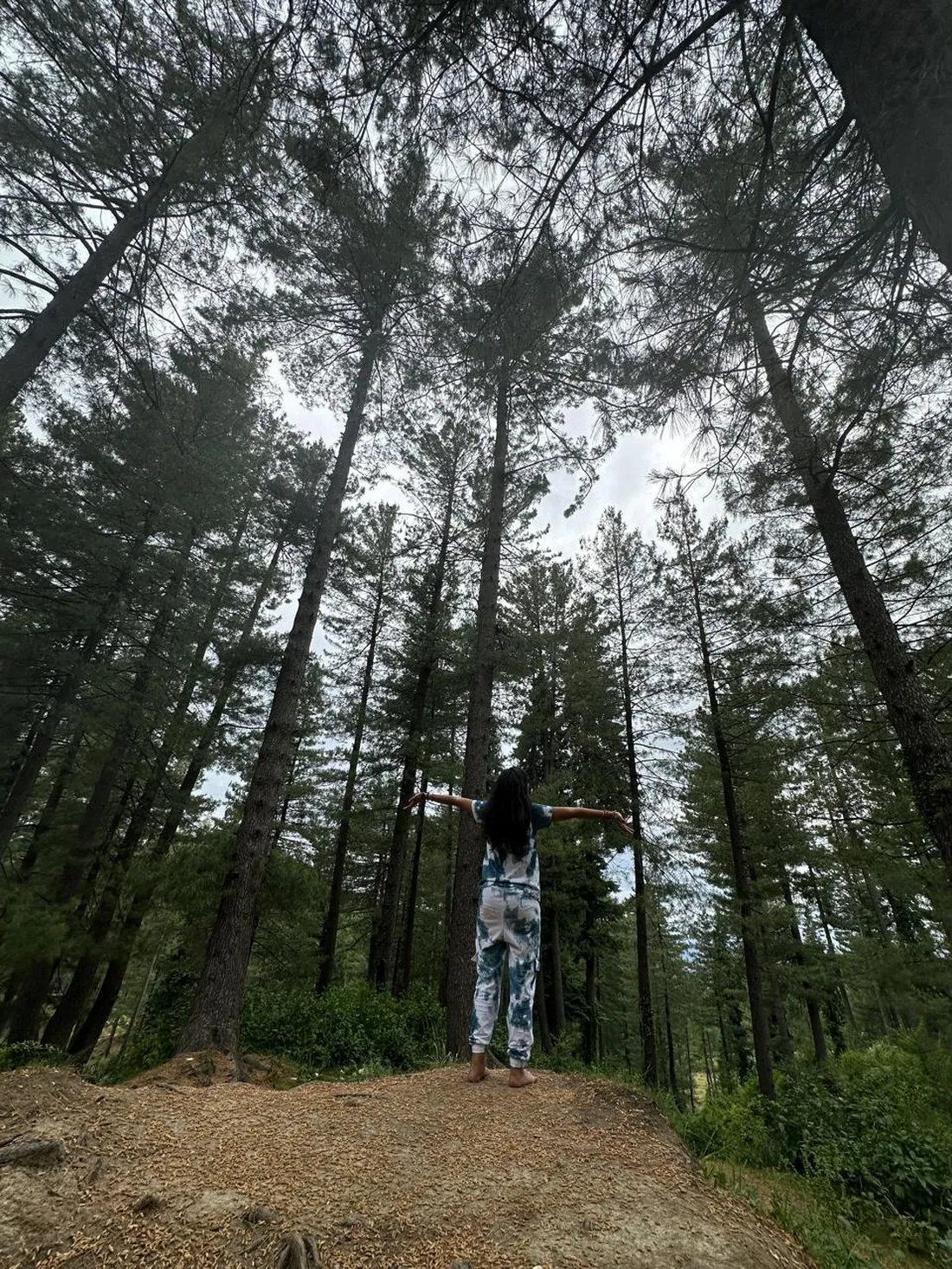 Tall pines seen from the forest floor